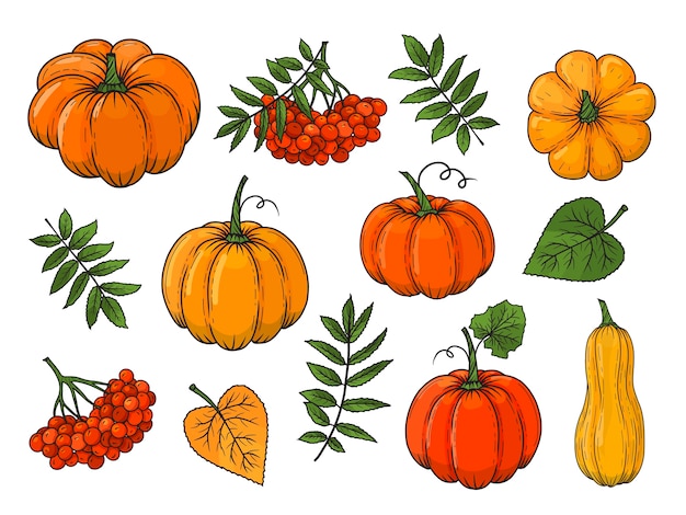 Hand drawn autumn elements. pumpkin, rowan, leaves.  illustration. colorful. isolated on white.