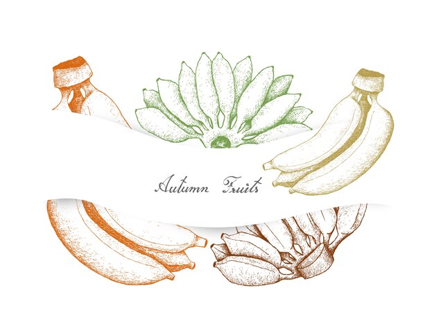 Hand Drawn of Autumn Fruits, Ripe Bananas