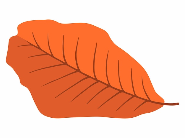 Hand Drawn Autumn Leaves Illustration