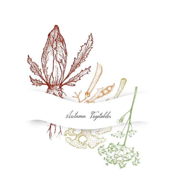 Vector hand drawn autumn vegetables of chicory, dill and kale
