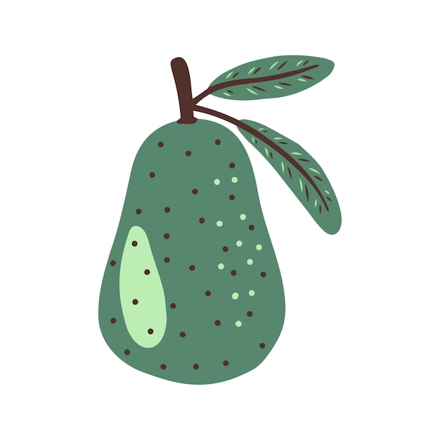 Vector hand drawn avocado fruit