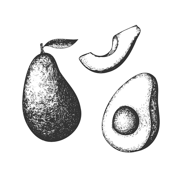 Set di avocado disegnato a mano vector realistico fetta metà e avocado intero