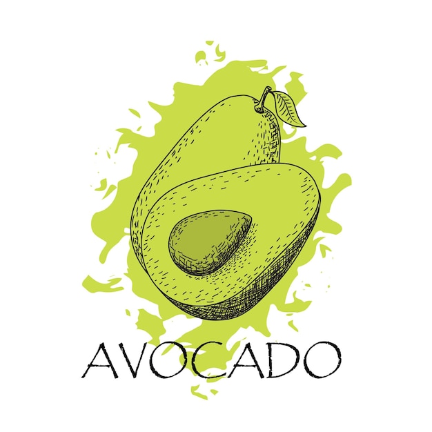 Hand drawn avocado sketch Tropical summer fruit food