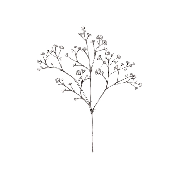 Hand drawn baby breath illustration