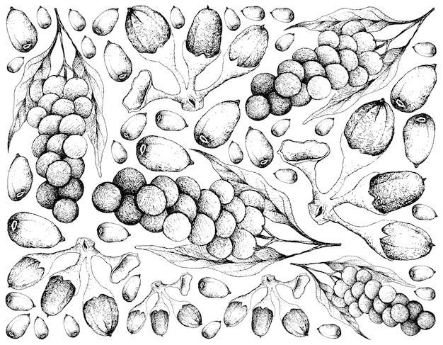 Vector hand drawn baccaurea parviflora and buah dabai fruits