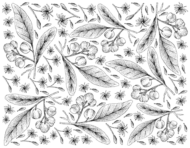 Vector hand drawn background of acronychia pedunculata fruits