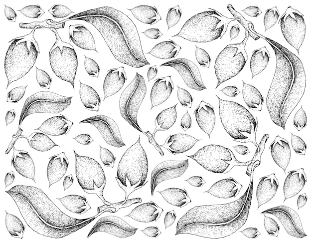 Hand Drawn Background of Asian Bulletwood Fruits