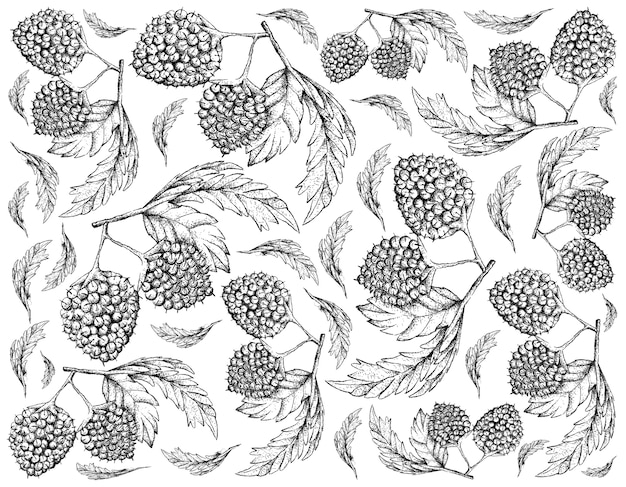 Vector hand drawn background of balloon berry fruits