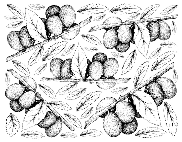 Sfondo disegnato a mano di prugna damson fruits