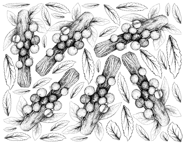 Hand Drawn Background of Davidson Plum Fruits