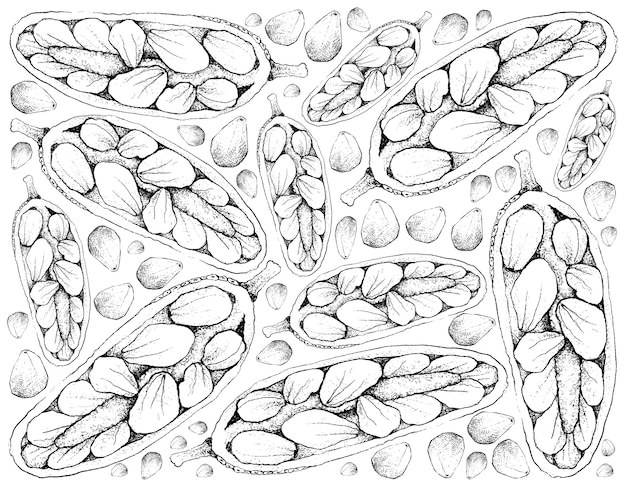 Vector hand drawn background of fresh cempedak fruits