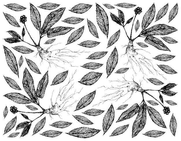 Vector hand drawn background of ginseng plants with benefit root