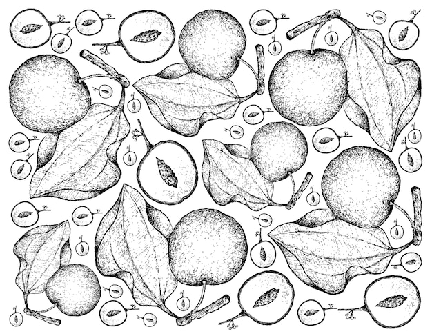 Vector hand drawn background of indian jujube fruits