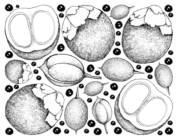 Hand drawn background of sugar palm and mamoncillo fruits