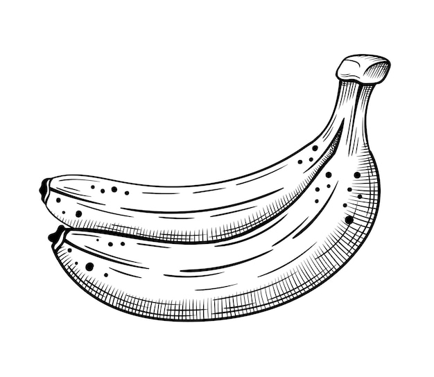 Вектор Эскиз бананов ручной работы изолирован на белом фоне