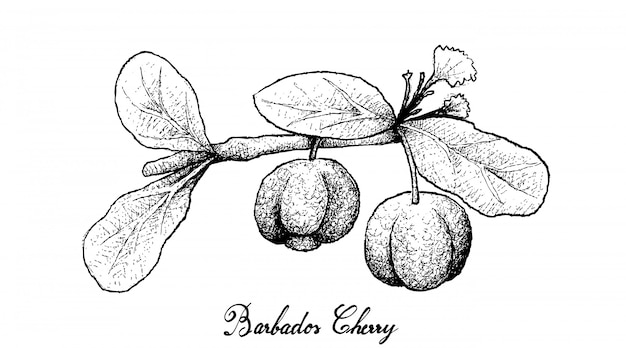 hand drawn of barbados cherries on white background