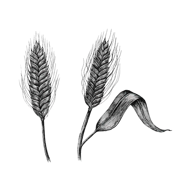 Hand-drawn barley cereal grain