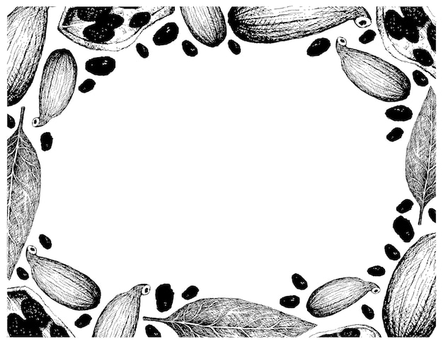 Рисованной рамки стручков лавра и кардамона