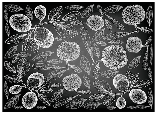 Vector hand drawn bayberry and cocoplum fruits on chalkboard