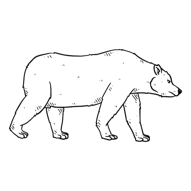 Vector hand drawn bear in doodle style sketch