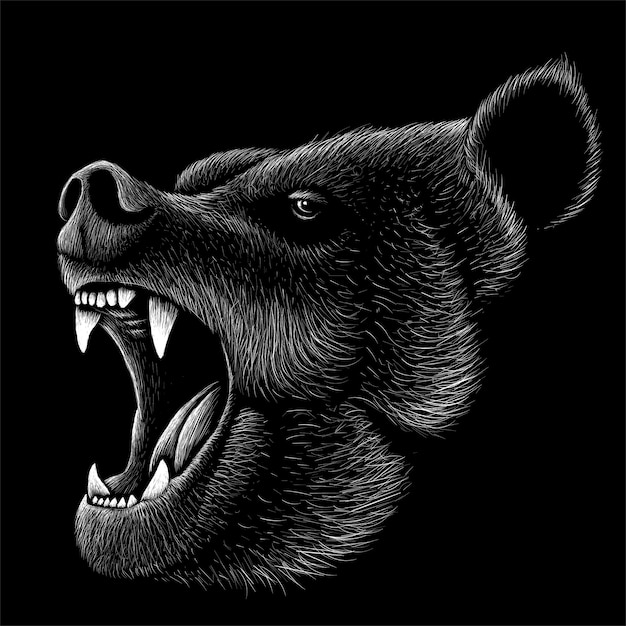 Hand drawn bear illustration