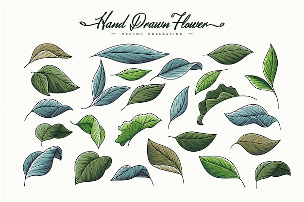 hand drawn beautiful leaves collection template