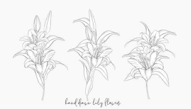 Hand drawn beautiful  lily bouquets