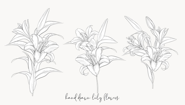 Hand drawn beautiful  lily bouquets