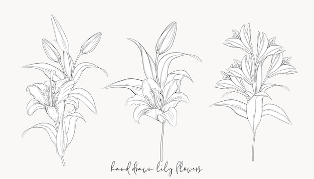 hand drawn beautiful  lily bouquets