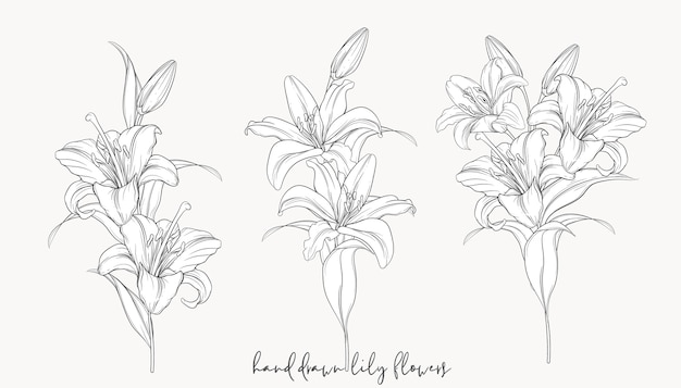 hand drawn beautiful  lily bouquets