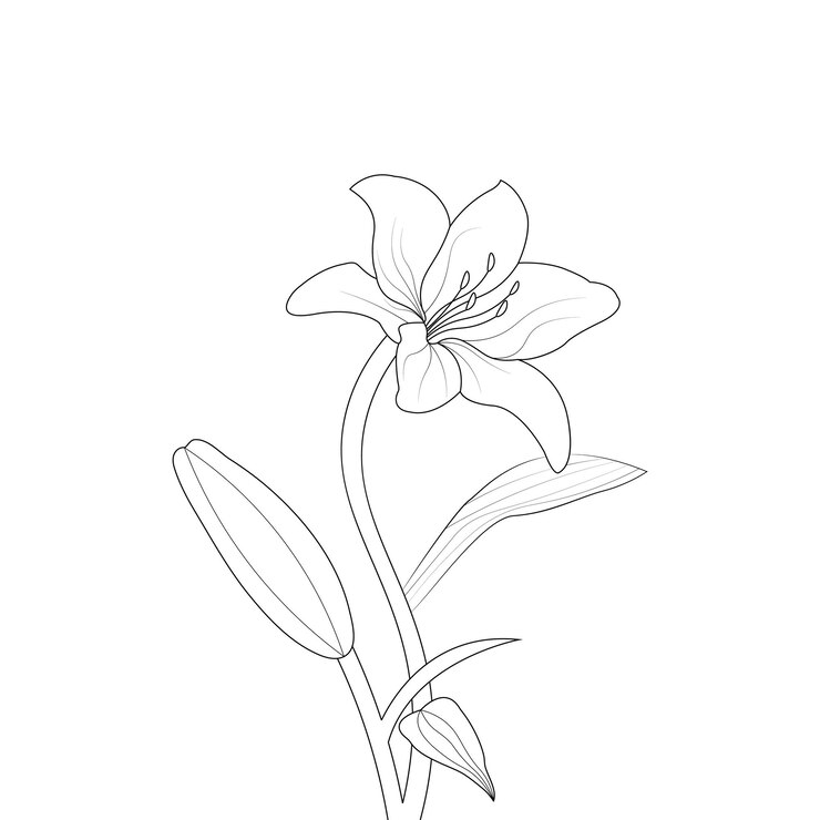 Vector hand drawn beautiful lily flower coloring page line art illustration