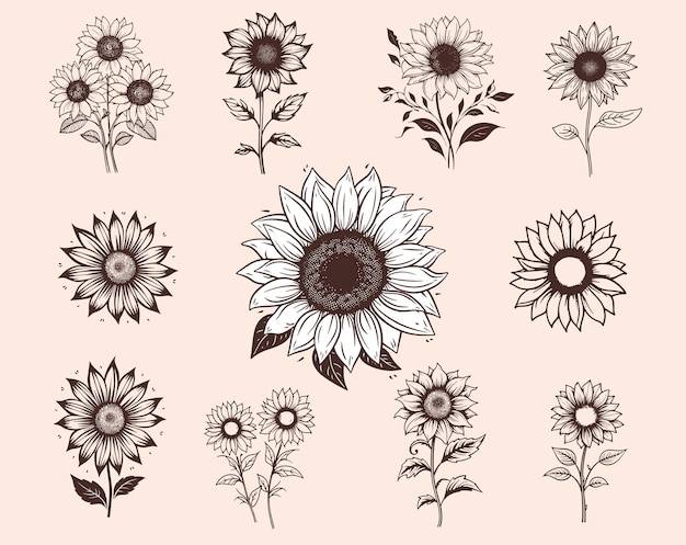 Vettore bellissimi girasoli disegnati a mano in vecchio stile