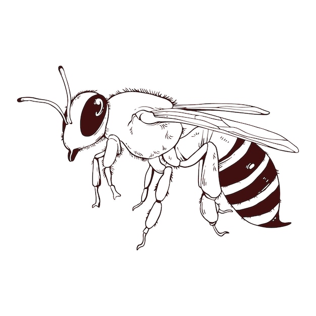 Вектор Нарисованная рукой иллюстрация чертежа пчелы