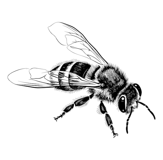 手で描かれたミツバチの概要ベクトルイラスト