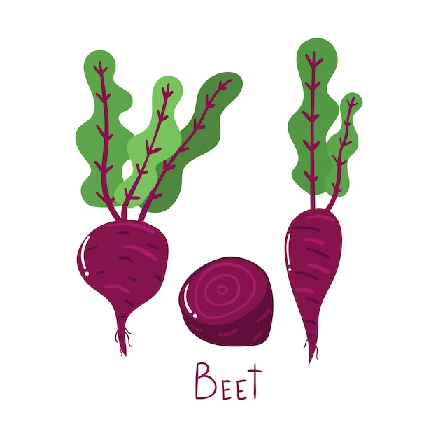 ベクトル 手描きのビート野菜のコンセプトモダンなフラットイラスト