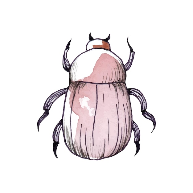 Hand drawn beetle Watercolor illustration