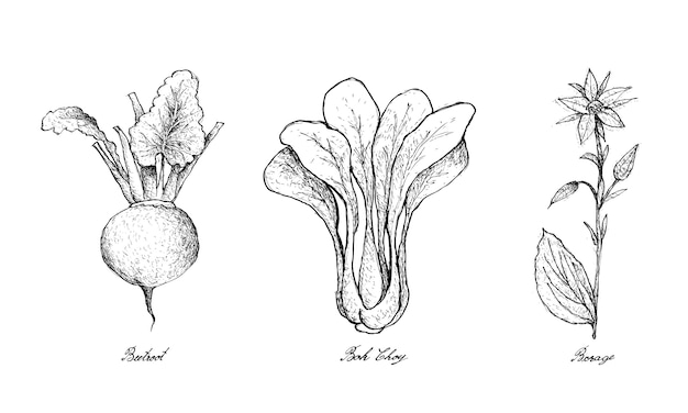 hand drawn of beetroot, bok choy and borage