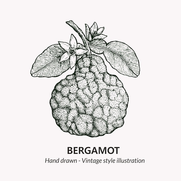 Vector hand drawn bergamot vector vintage botanical illustration of bergamot