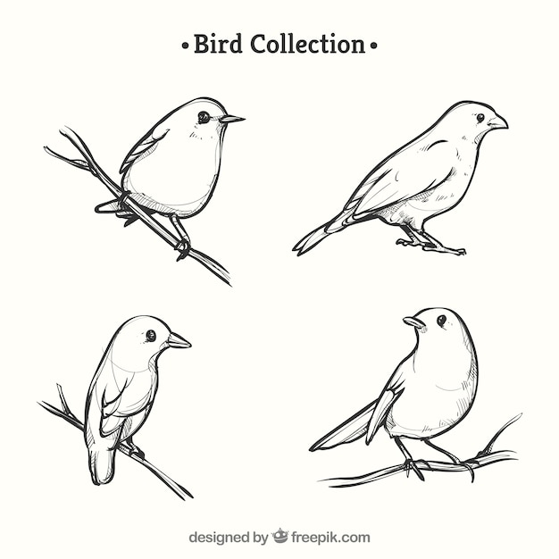 Hand drawn bird collection