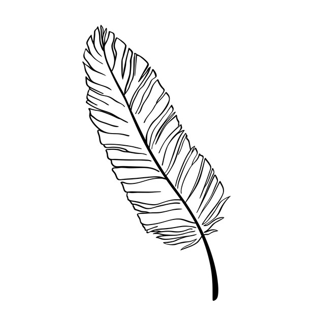 Hand drawn bird feather Vector illustration isolated on white background