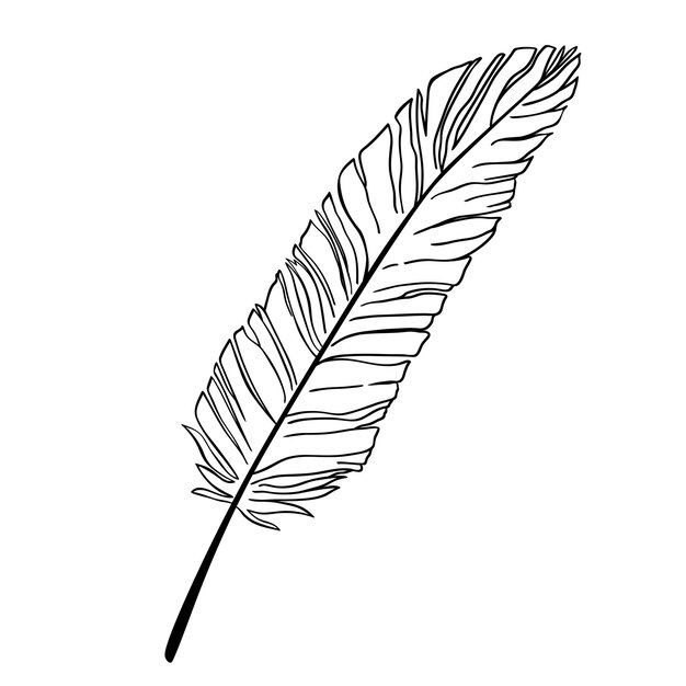 Hand drawn bird feather Vector illustration isolated on white background