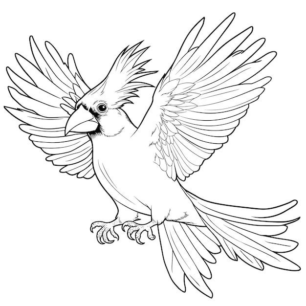 hand drawn bird outline illustration Premium vector Cute Bird for kids coloring page