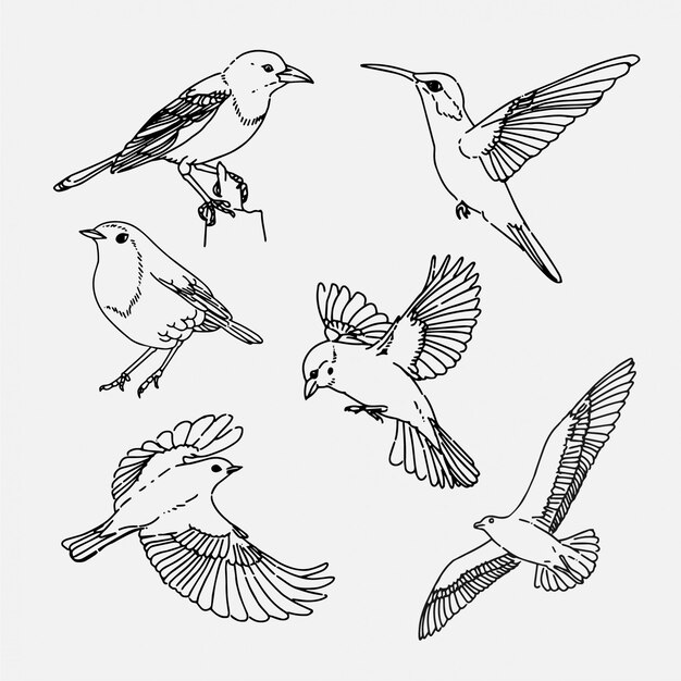 Vector hand drawn birds collection