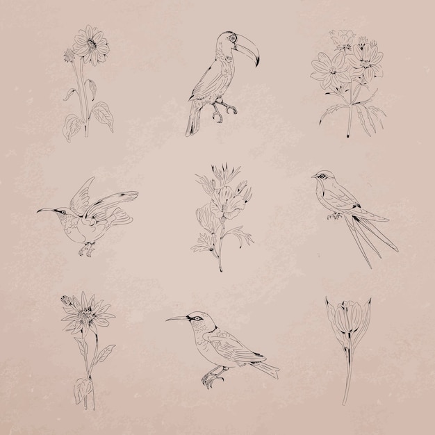 Vector hand drawn birds and flowers collection vector