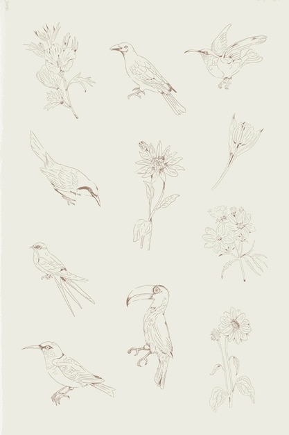 Vector hand drawn birds and flowers collection vector