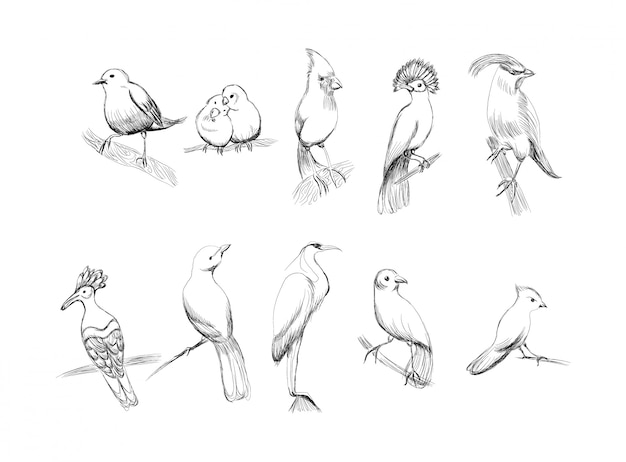 Vettore set di uccelli disegnati a mano