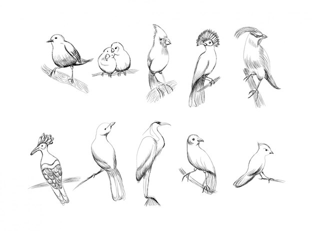 Vector hand drawn birds set