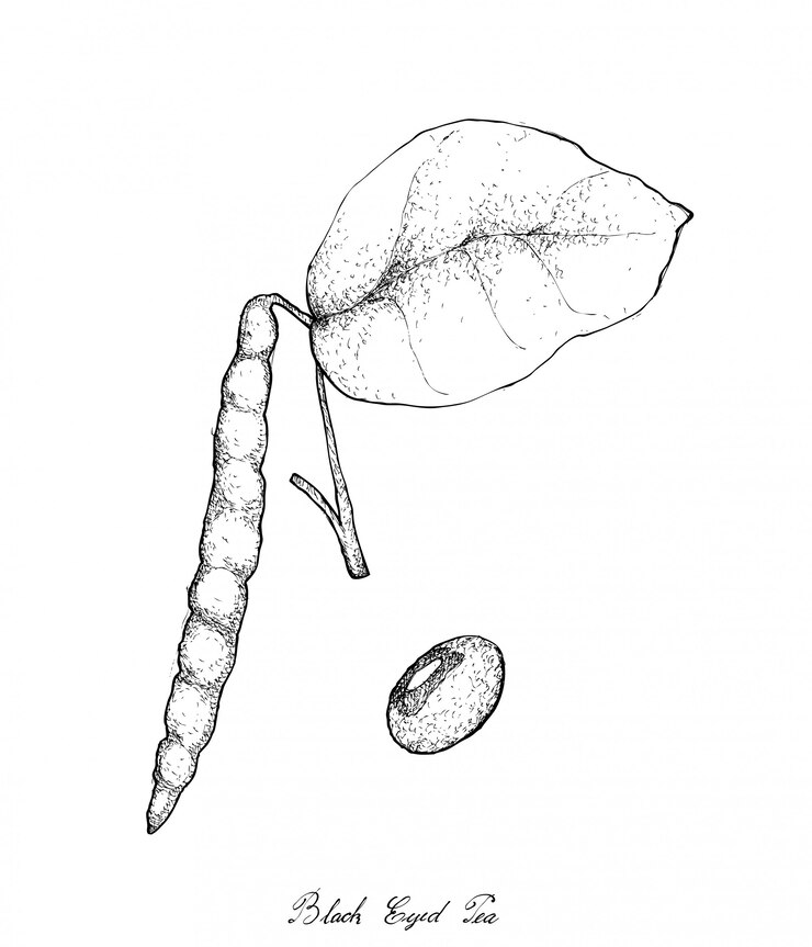 Vector hand drawn of black eyed pea plants