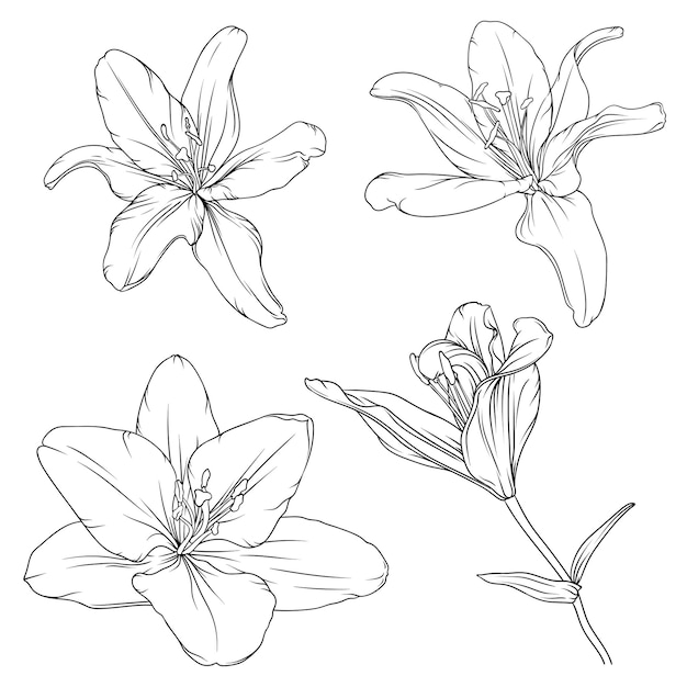 Hand drawn black outline lily flowers