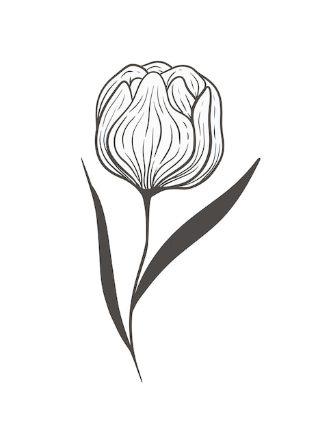 Disegnato a mano nero peonia rosa fiore floreale vettoriale illustrazione linea arte elemento per matrimonio invito carta icona logo simbolo libro da colorare marchio femminile prodotto di bellezza e decorazione